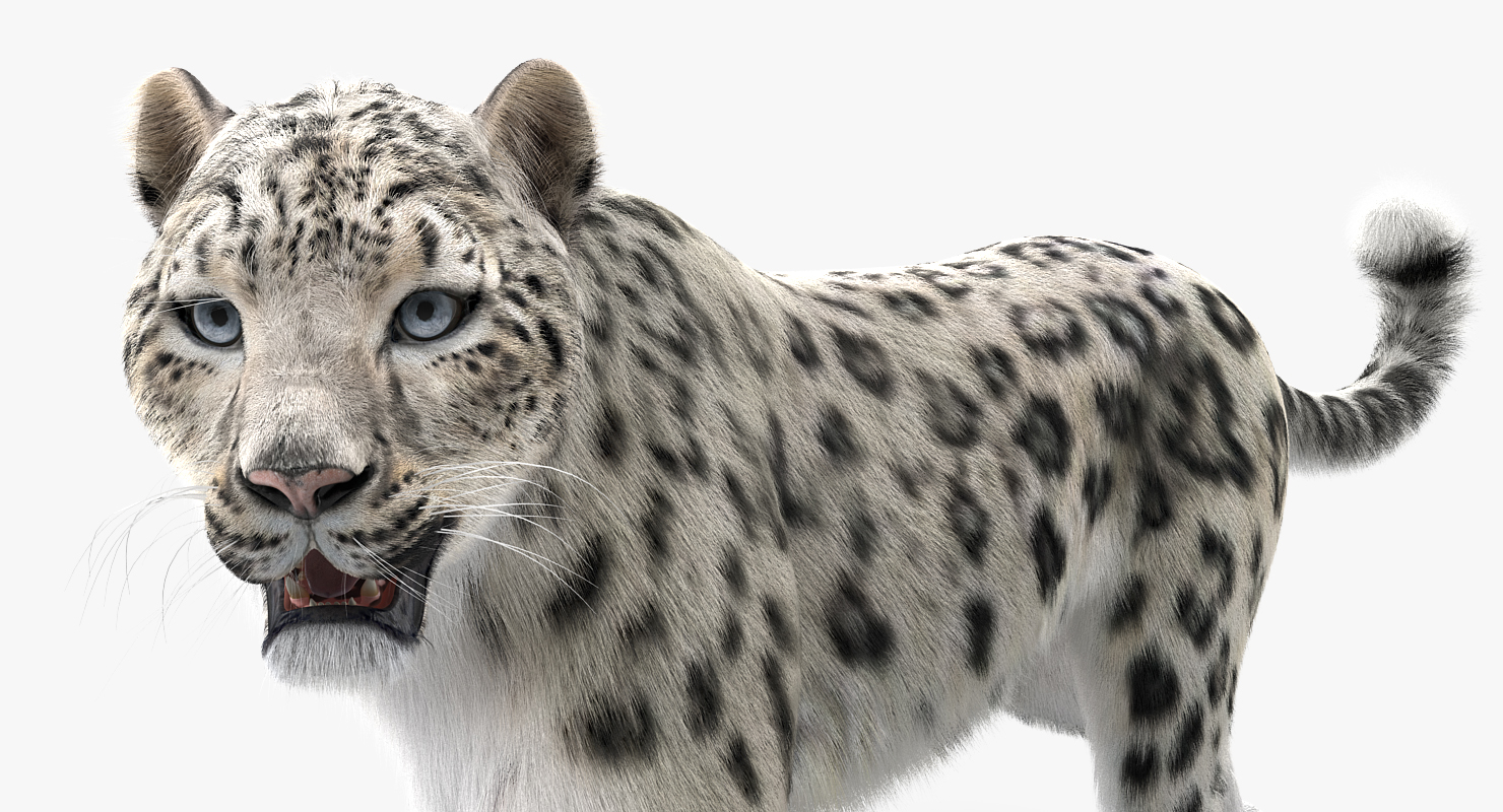 3D Snow Leopard with Fur Rigged model