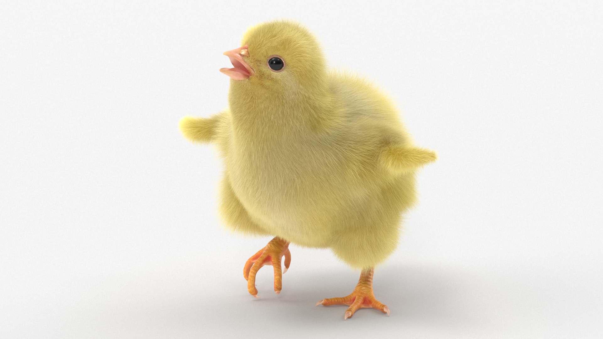 3D Baby Chicken Fur Rigged model