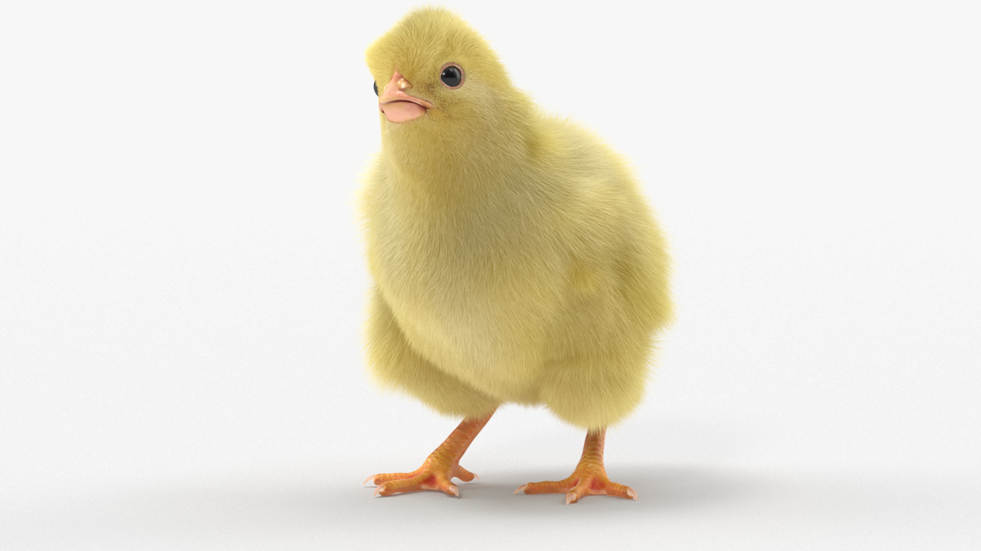 3D Baby Chicken Fur Rigged model