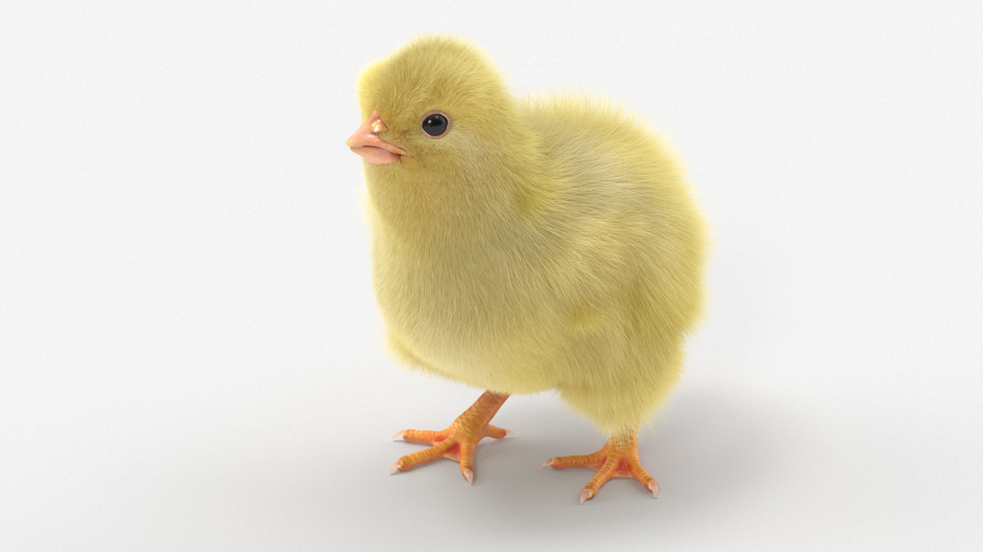 3D Baby Chicken Fur Rigged model