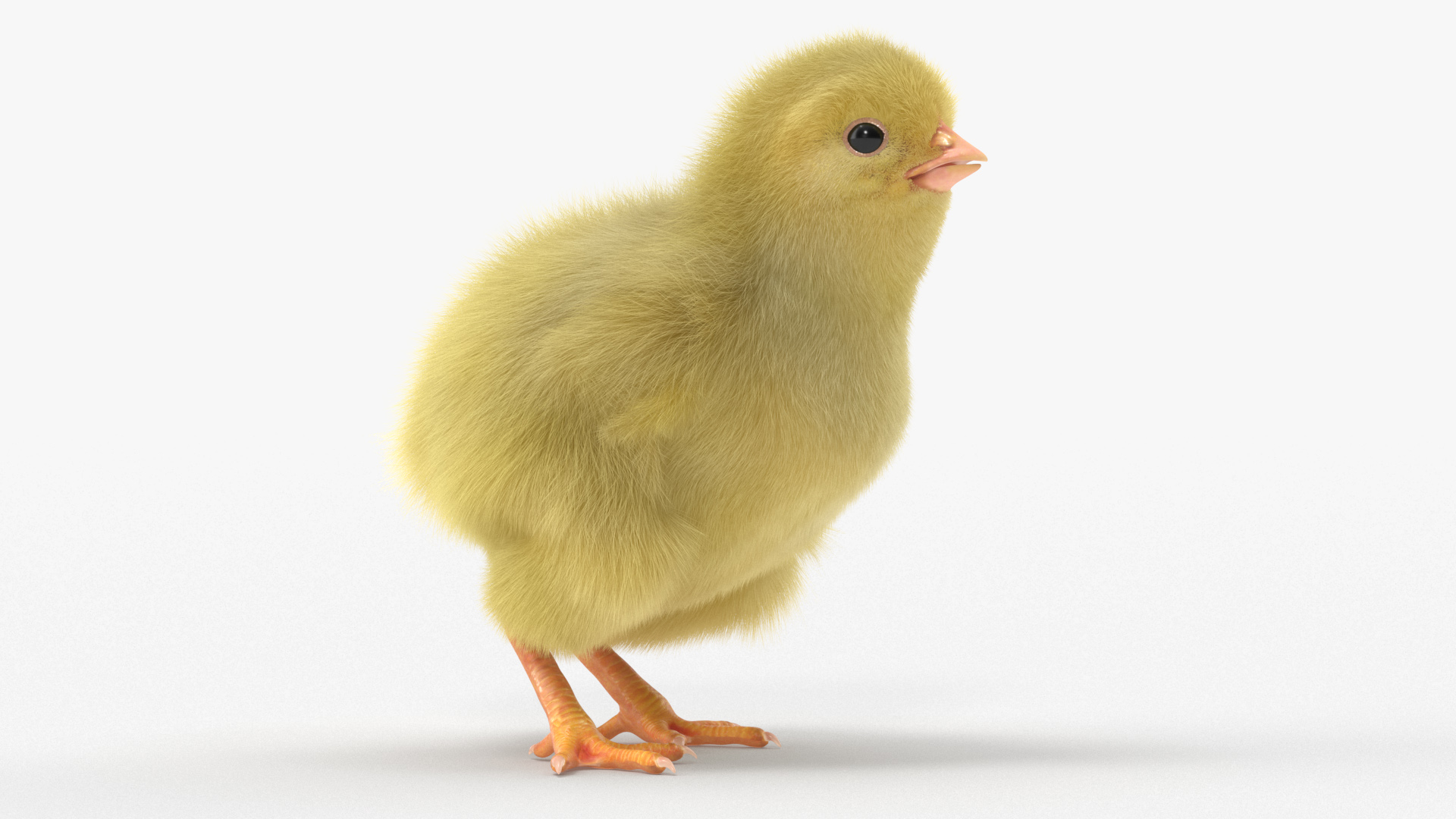 3D Baby Chicken Fur Rigged model