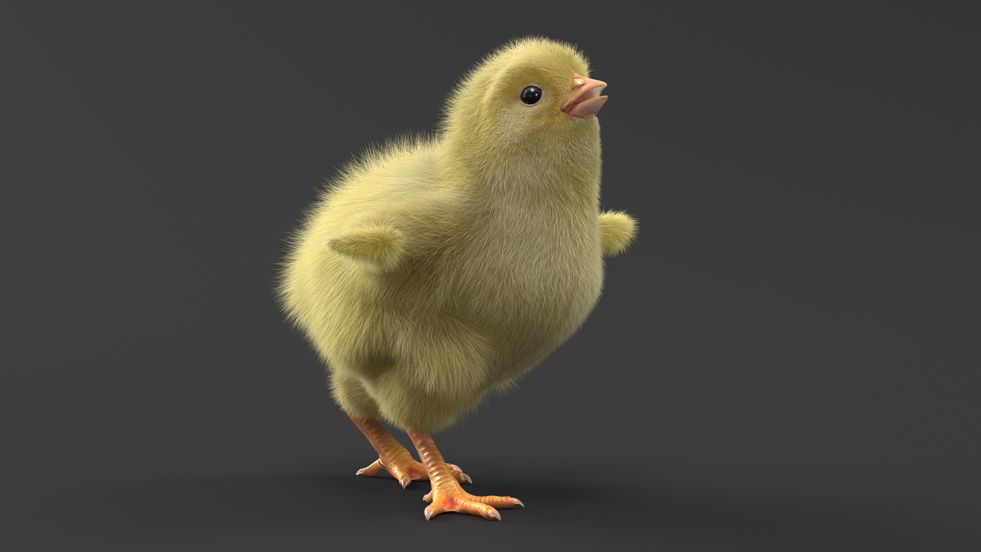 3D Baby Chicken Fur Rigged model