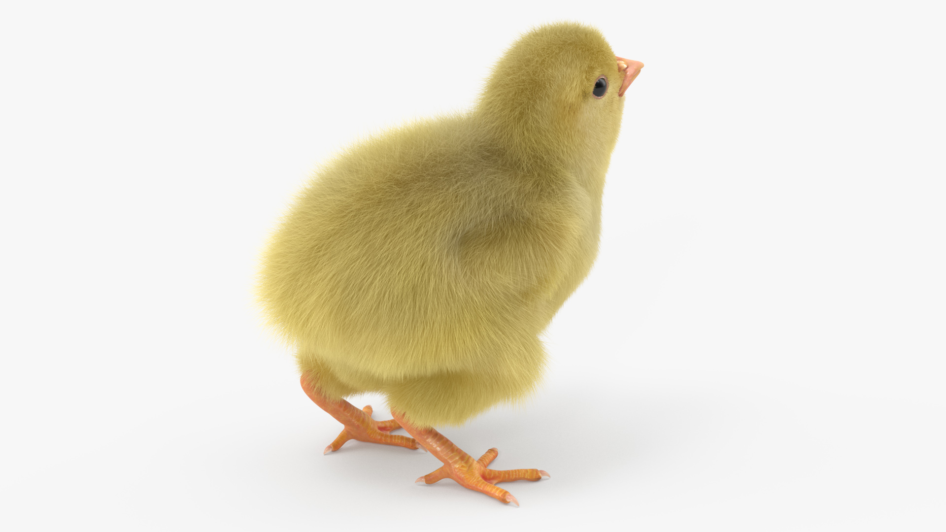 3D Baby Chicken Fur Rigged model