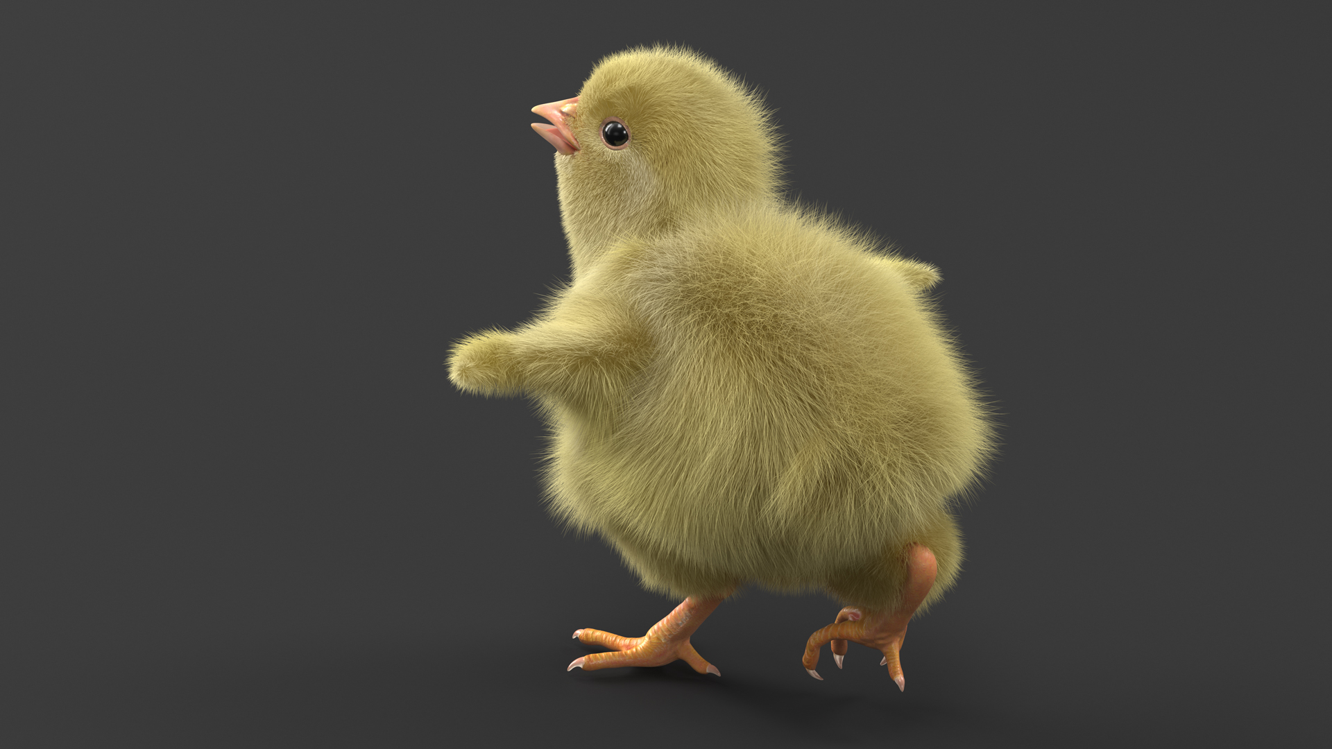 3D Baby Chicken Fur Rigged model