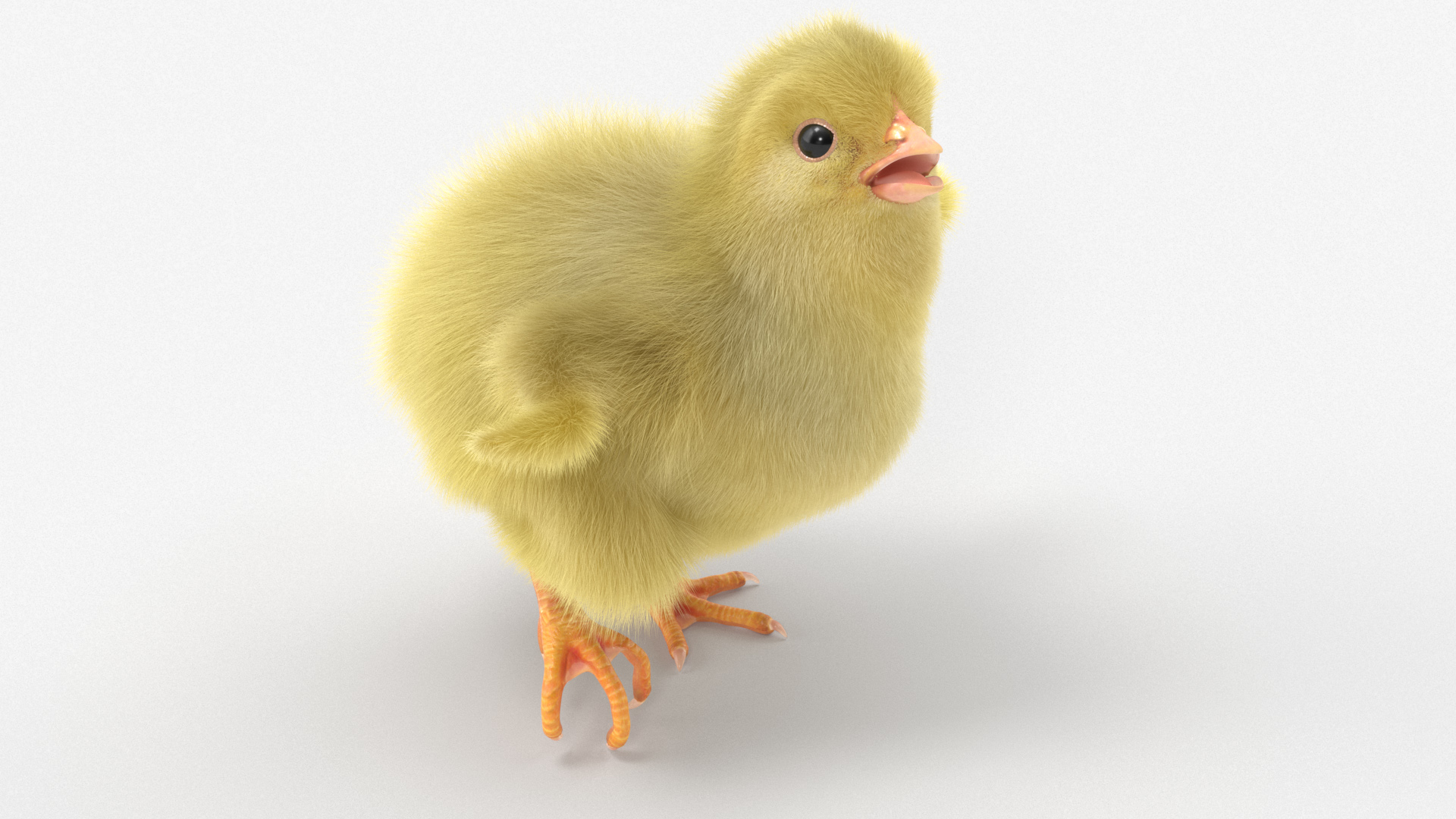 3D Baby Chicken Fur Rigged model