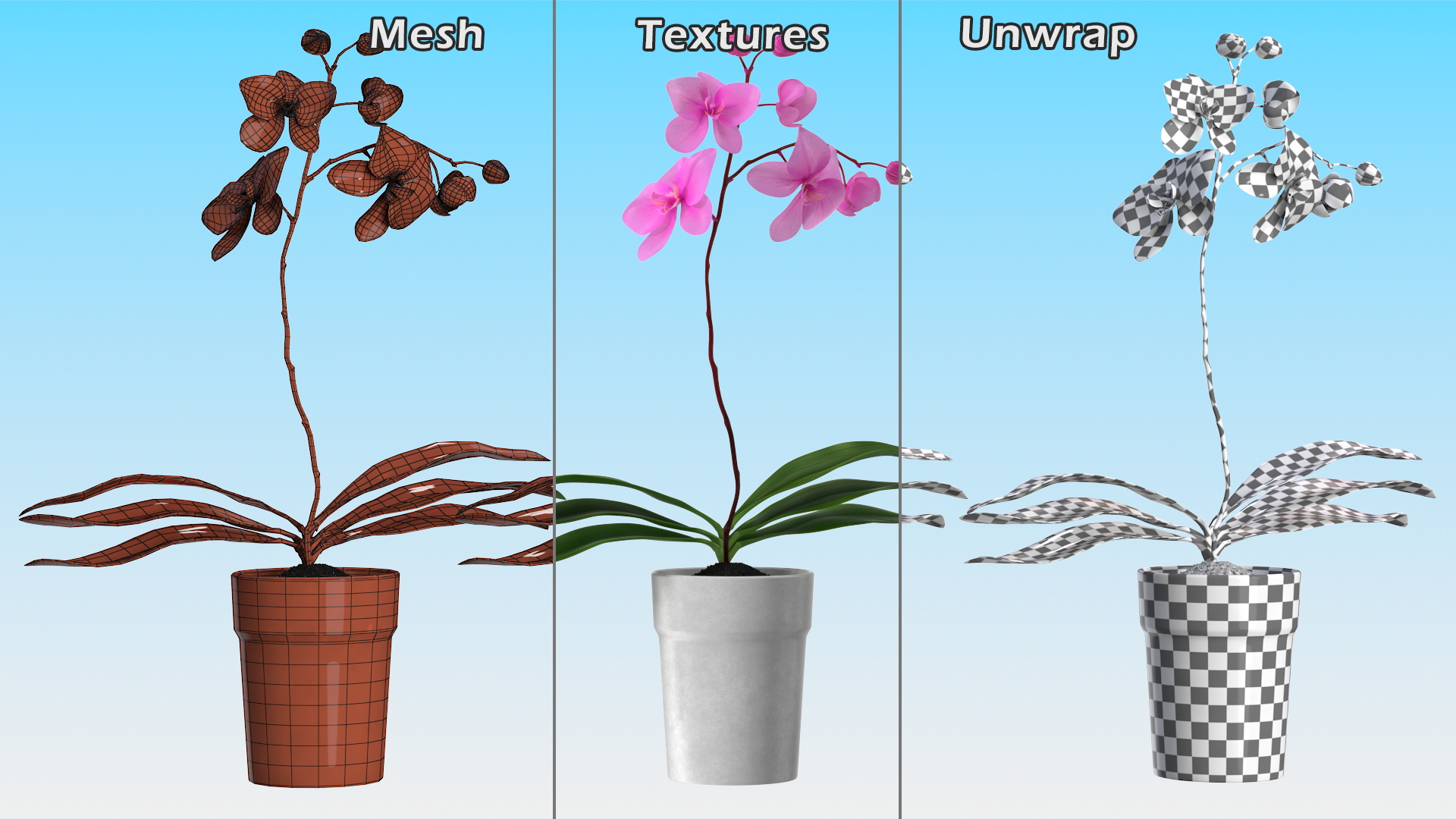 3D model Pink Orchid and White Pot