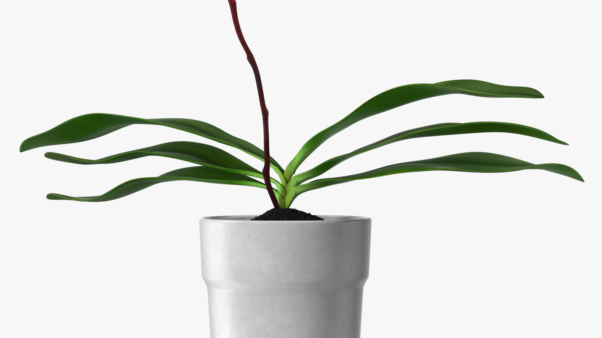 3D model Pink Orchid and White Pot