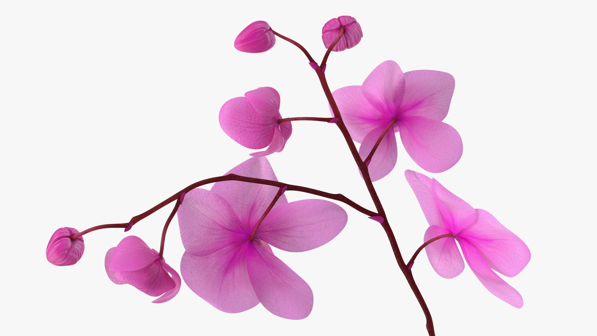 3D model Pink Orchid and White Pot