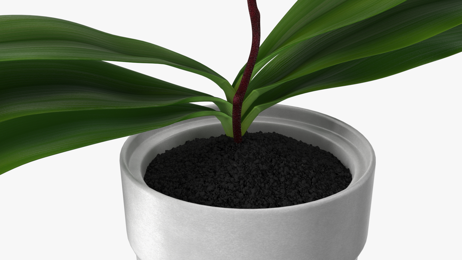 3D model Pink Orchid and White Pot