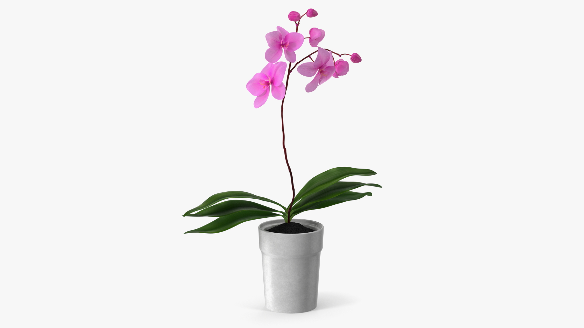 3D model Pink Orchid and White Pot