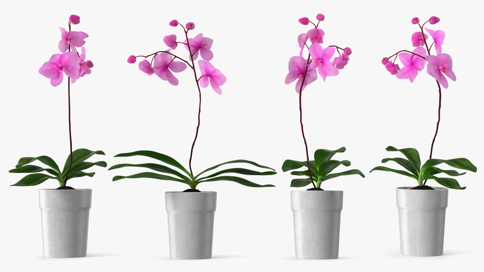 3D model Pink Orchid and White Pot