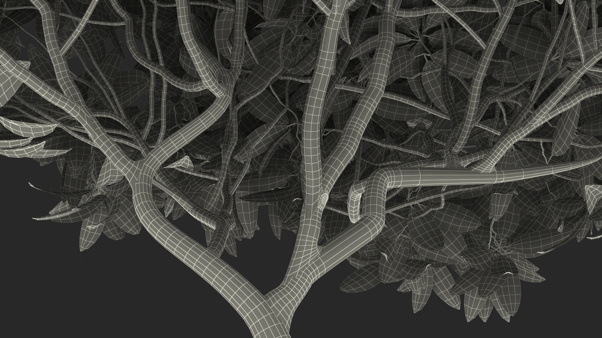 3D Plumeria Frangipani Tree White Flowers model