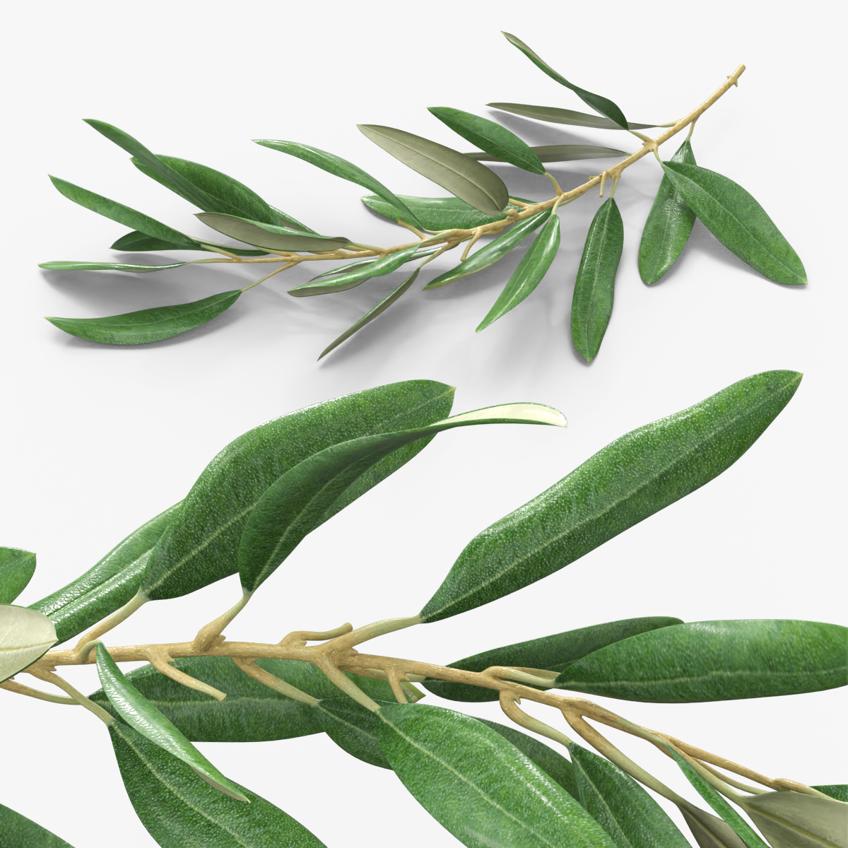 Olive Tree Branch Without Olives Lying 3D model preview