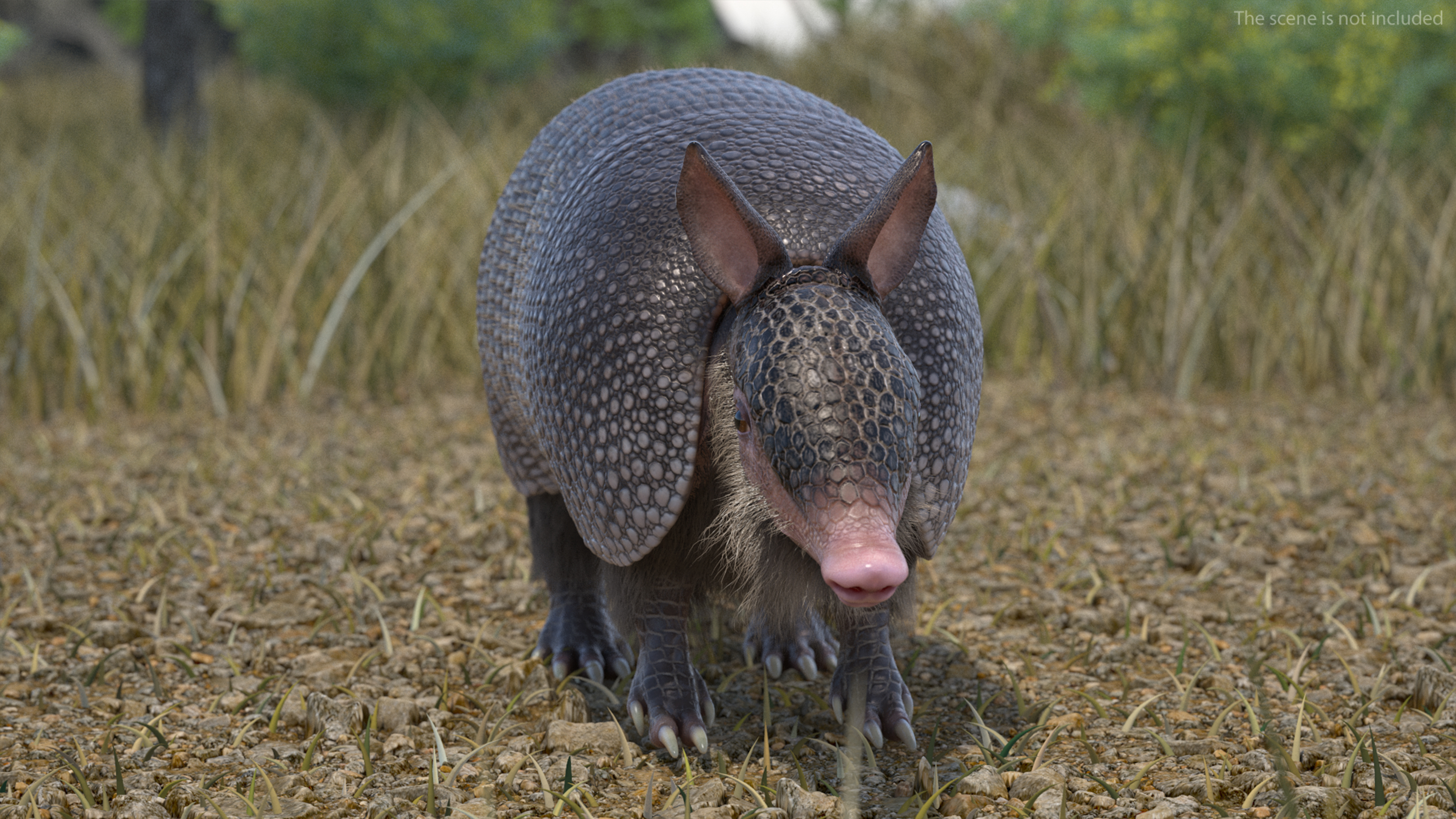 Armadillo Black Fur 3D model