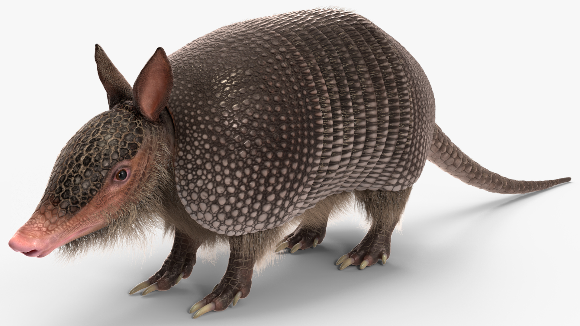 Armadillo Black Fur 3D model