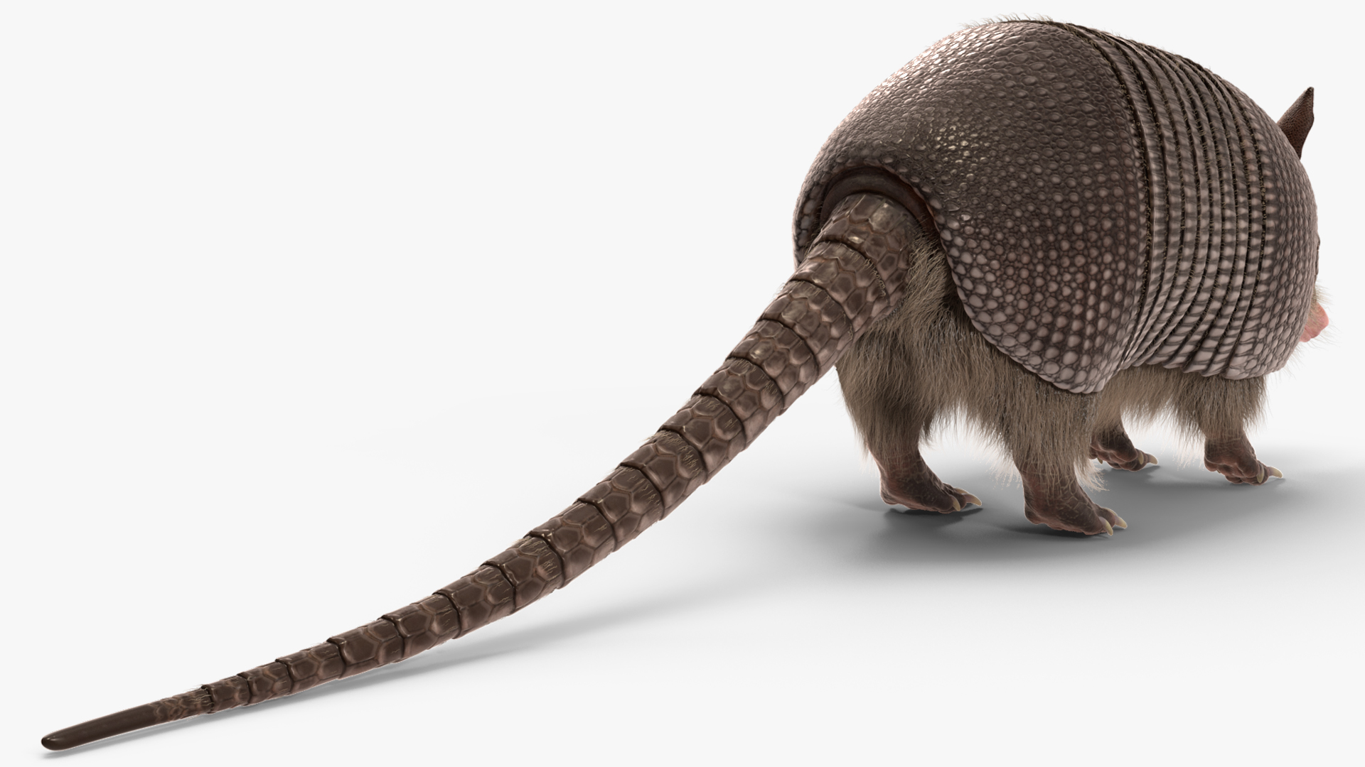 Armadillo Black Fur 3D model