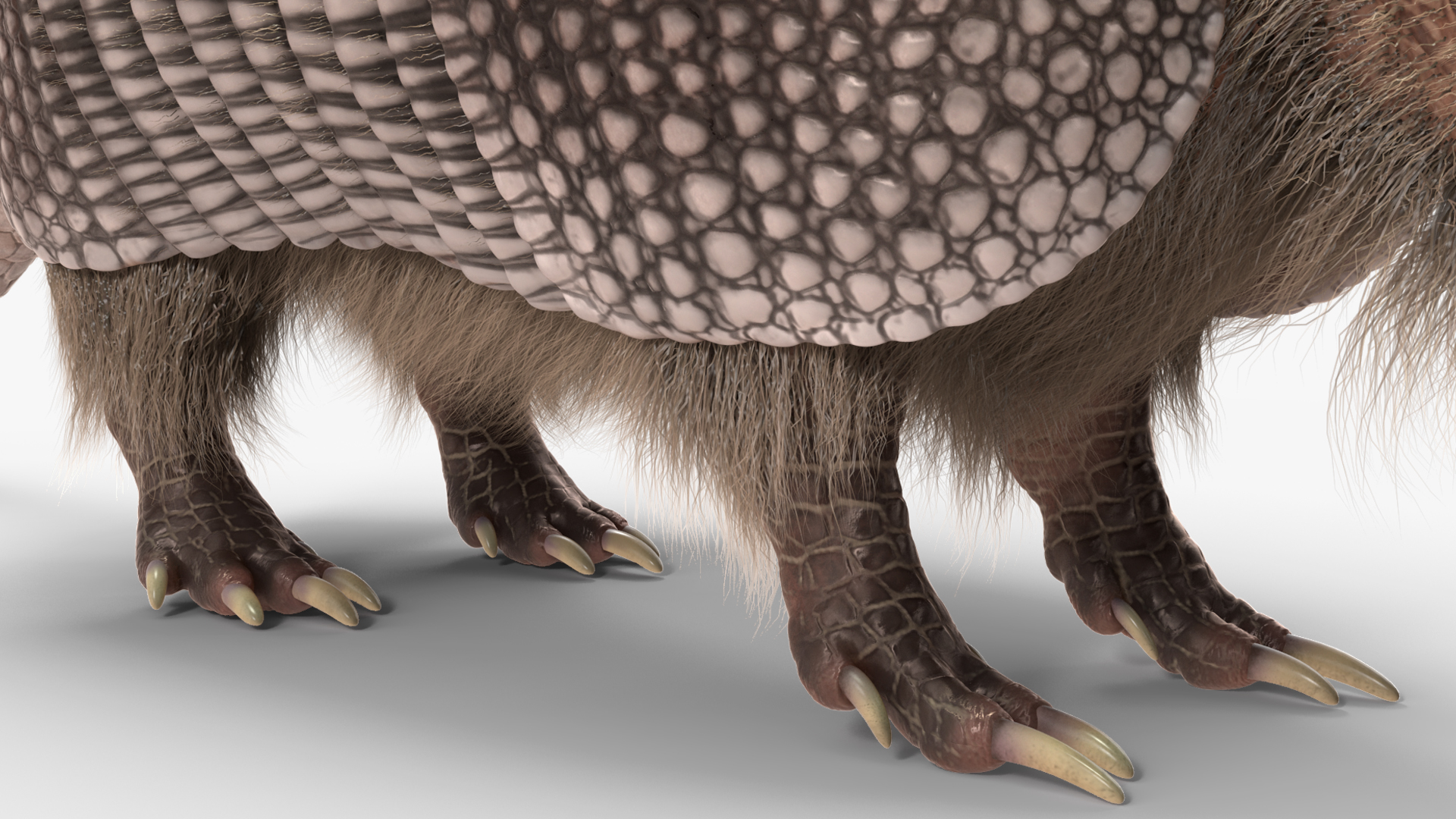Armadillo Black Fur 3D model