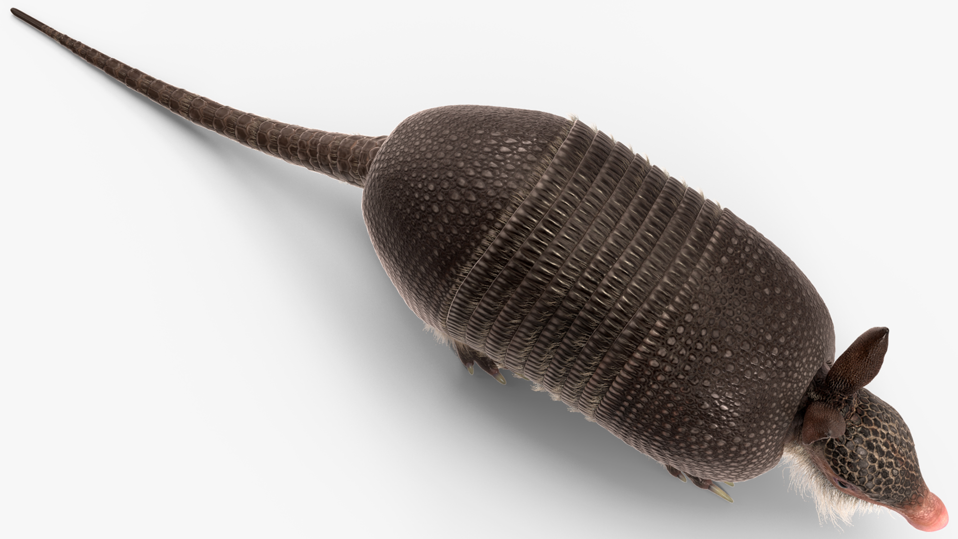 Armadillo Black Fur 3D model
