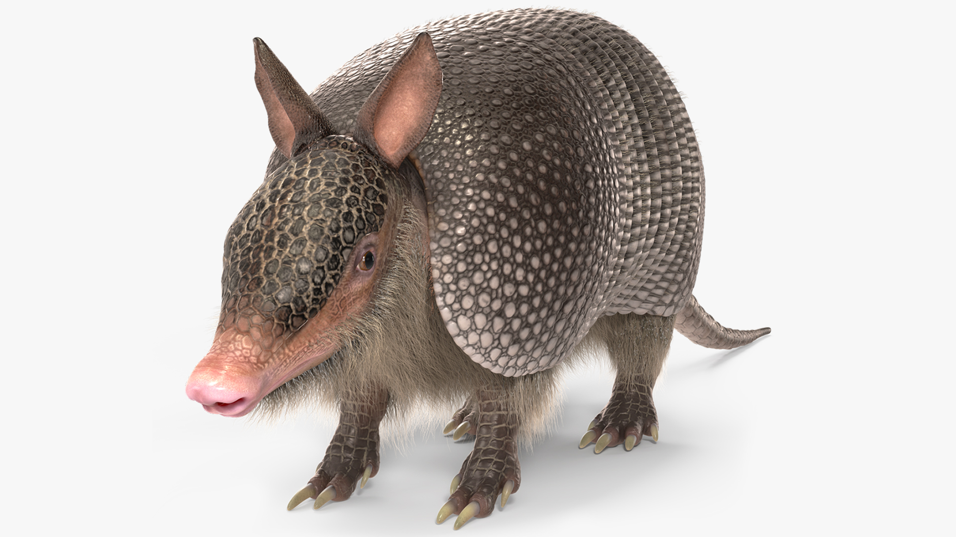 Armadillo Black Fur 3D model