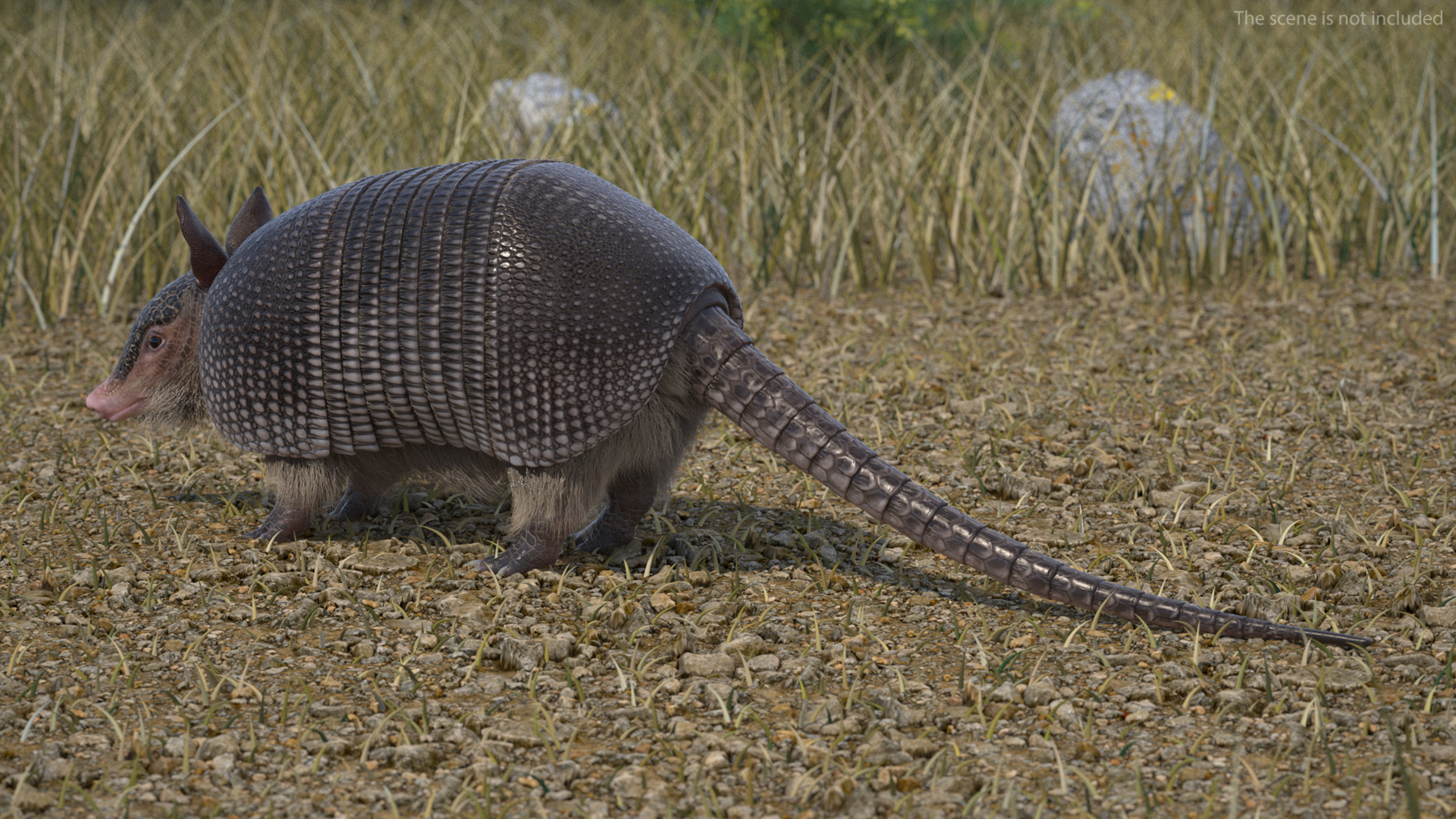 Armadillo Black Fur 3D model