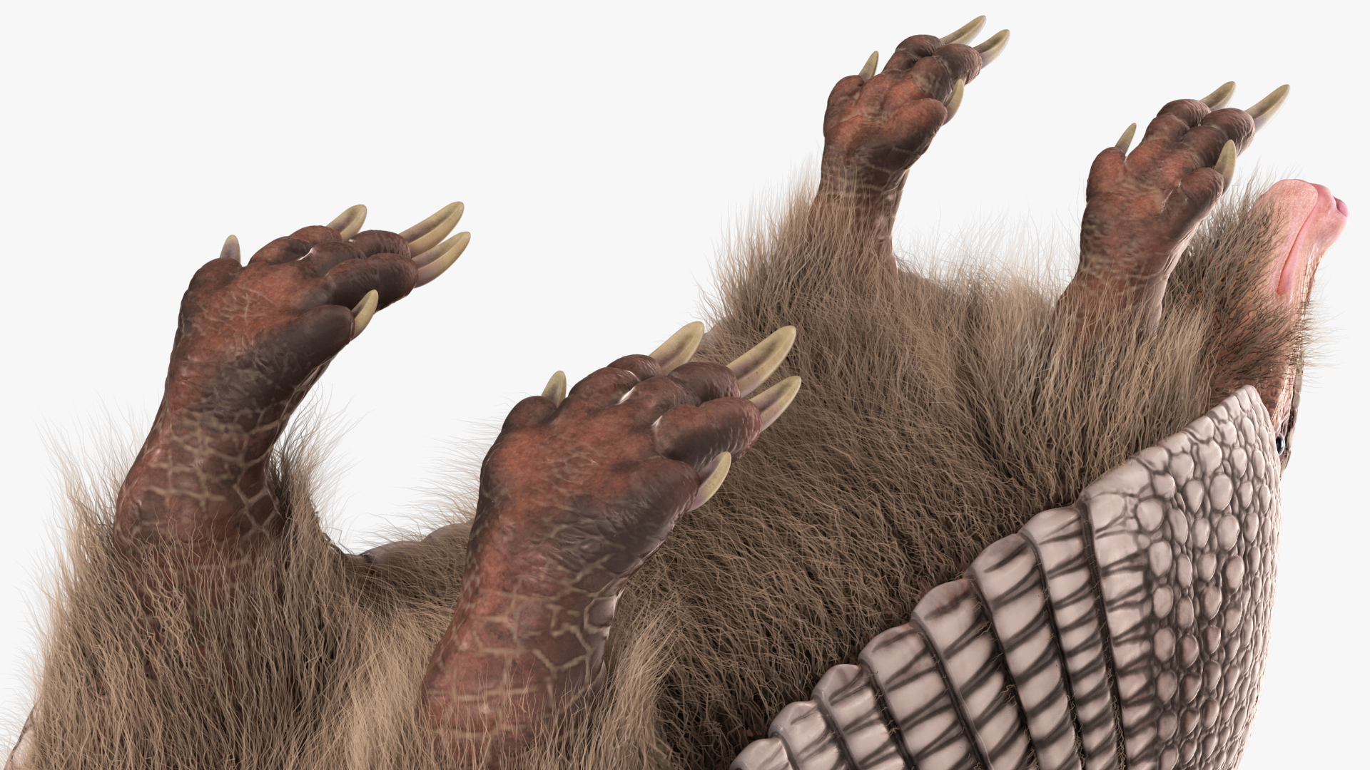 Armadillo Black Fur 3D model
