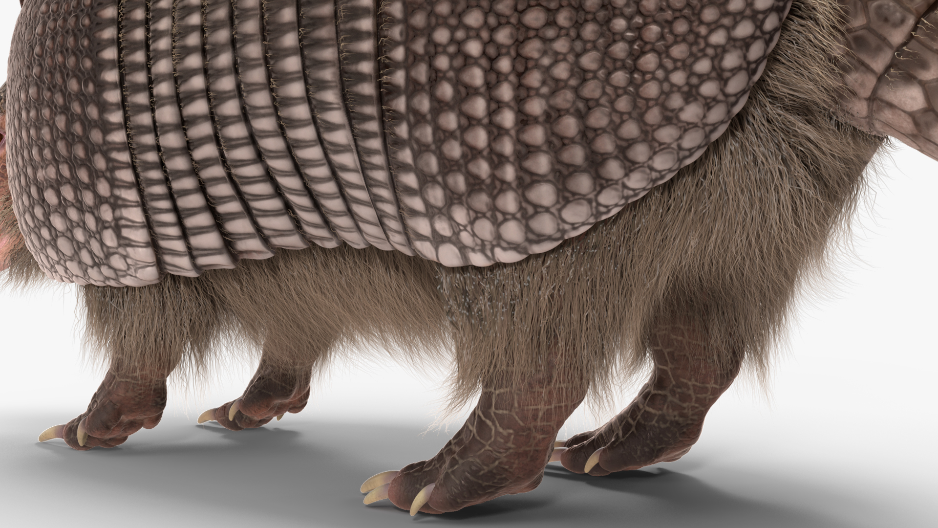 Armadillo Black Fur 3D model