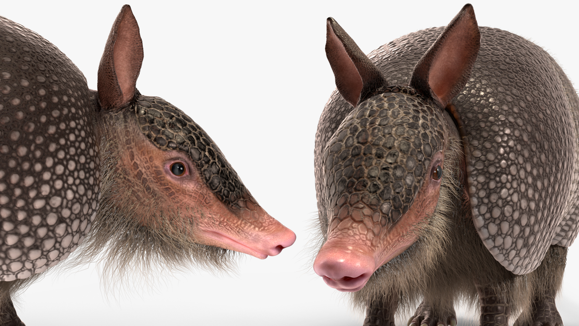 Armadillo Black Fur 3D model