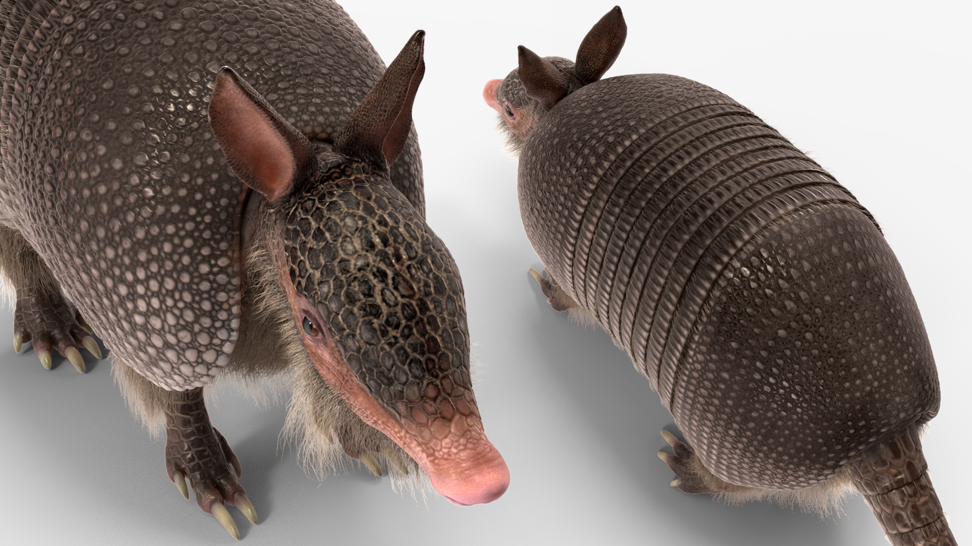 Armadillo Black Fur 3D model
