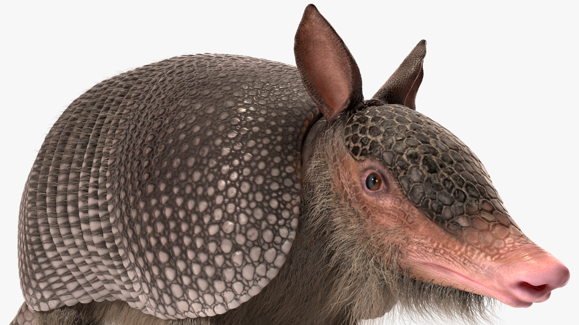 Armadillo Black Fur 3D model