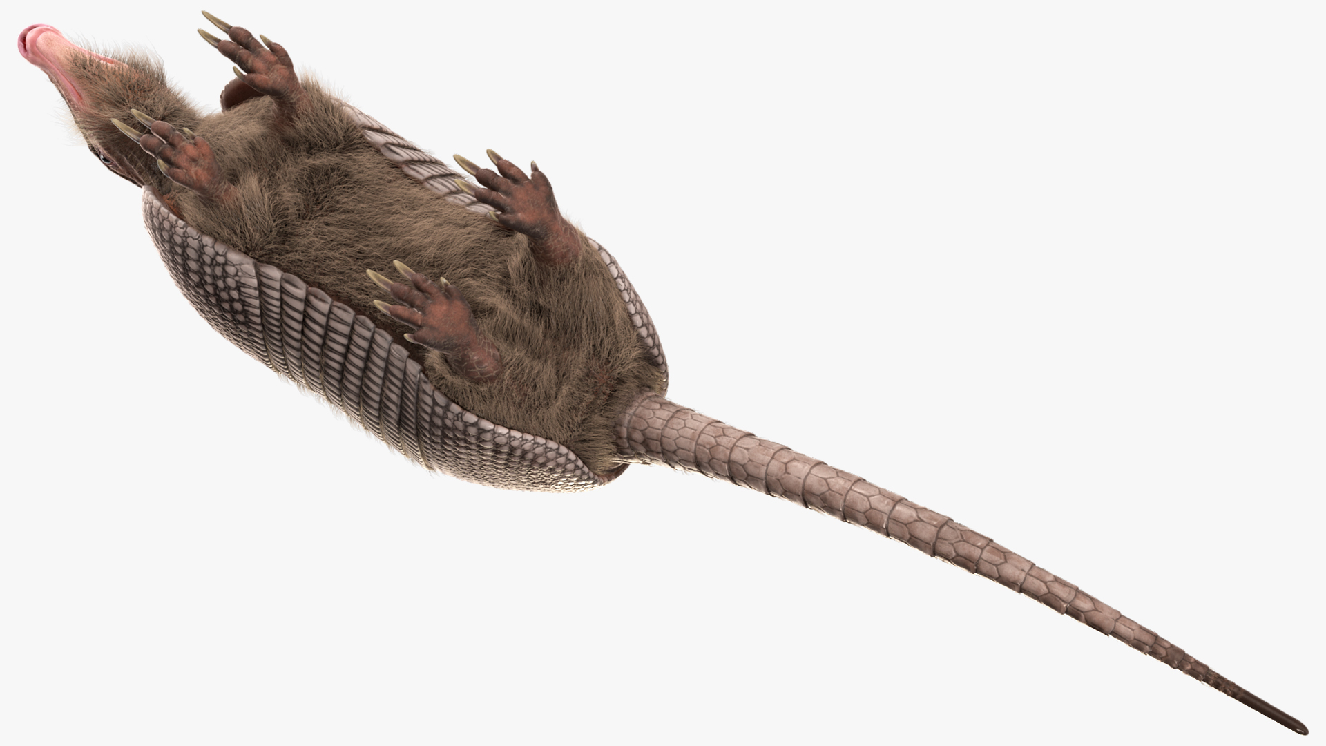 Armadillo Black Fur 3D model