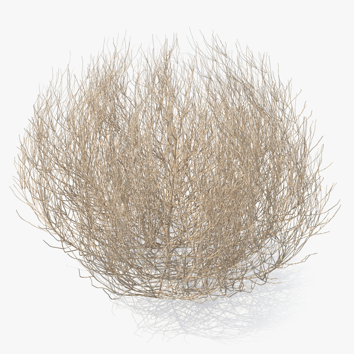 Desert Tumbleweed, view 3