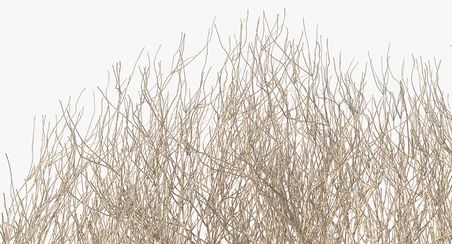 Desert Tumbleweed 3D