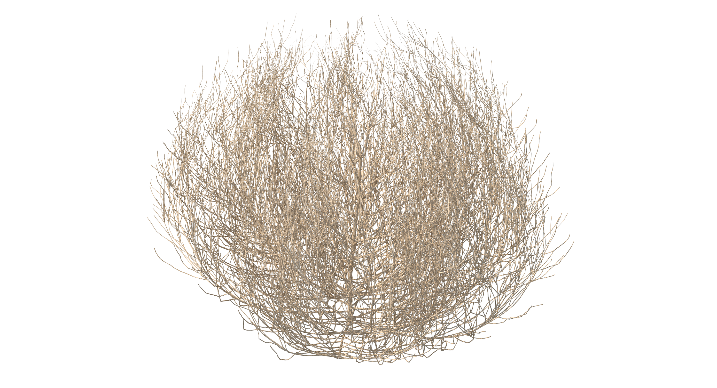 Desert Tumbleweed, view 11