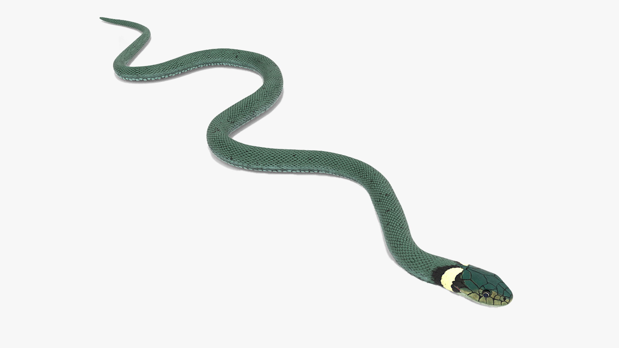 3D Grass Snake Green Rigged for Cinema 4D model
