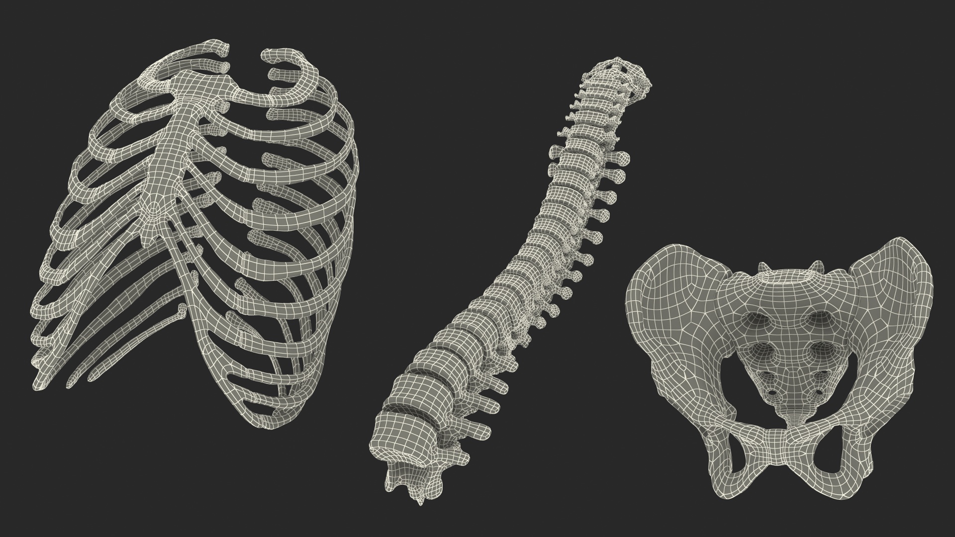 Male Torso Skeleton 3D model