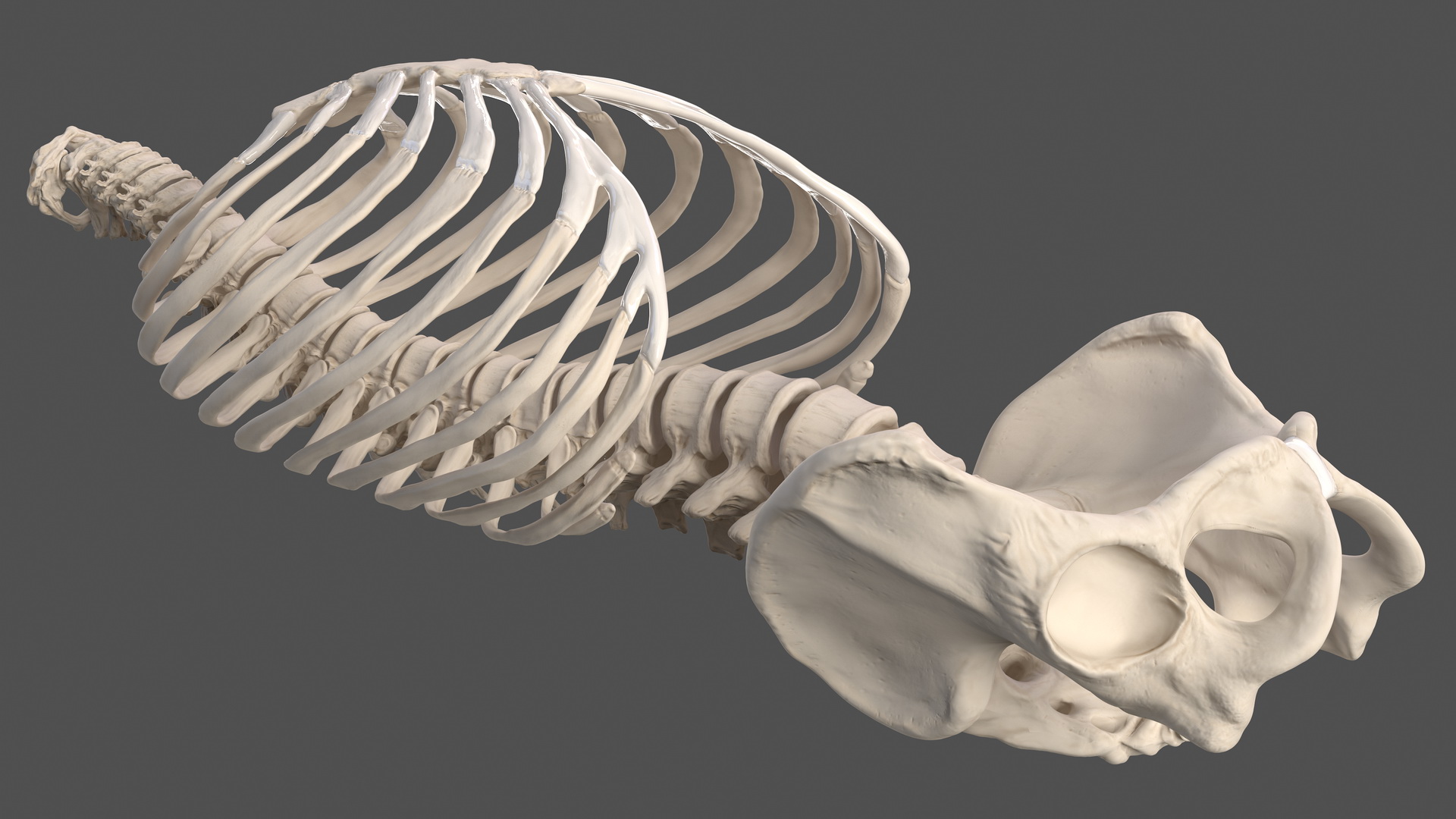 Male Torso Skeleton 3D model