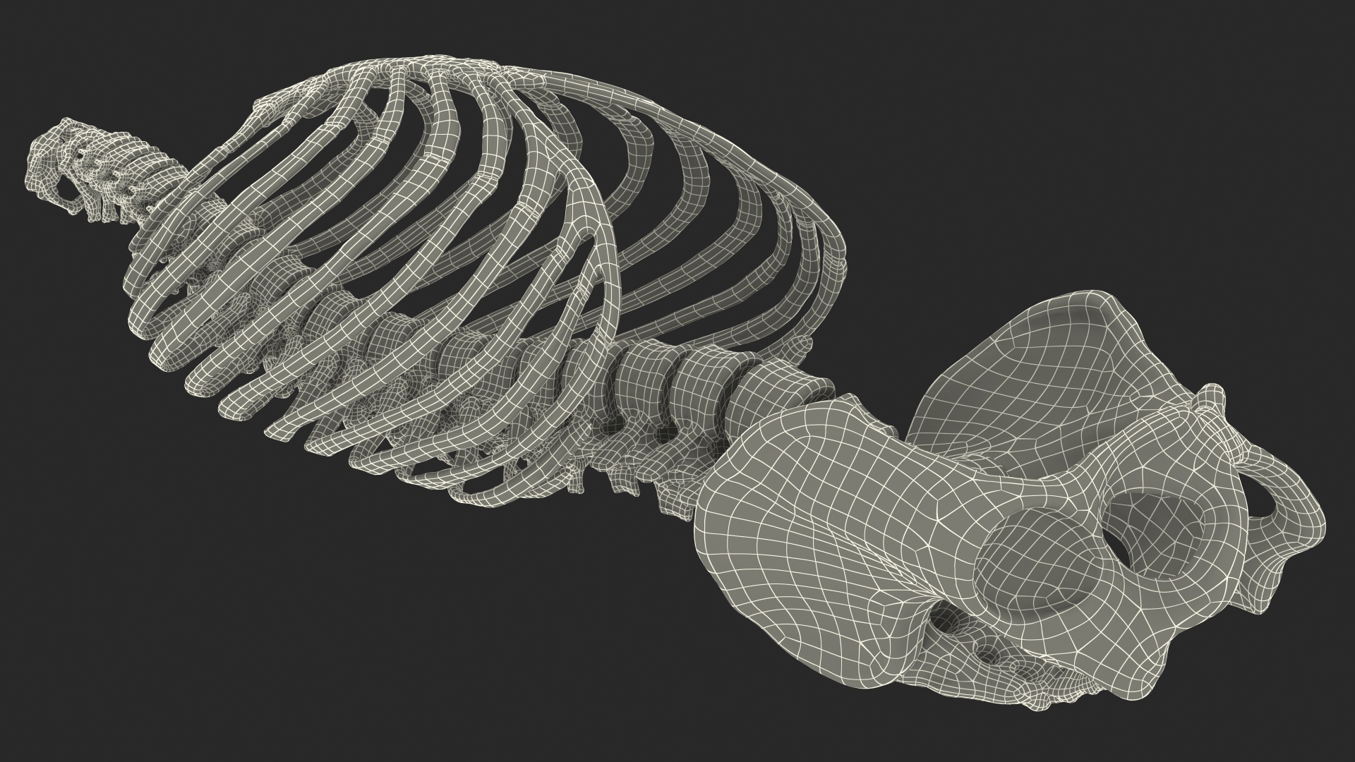 Male Torso Skeleton 3D model