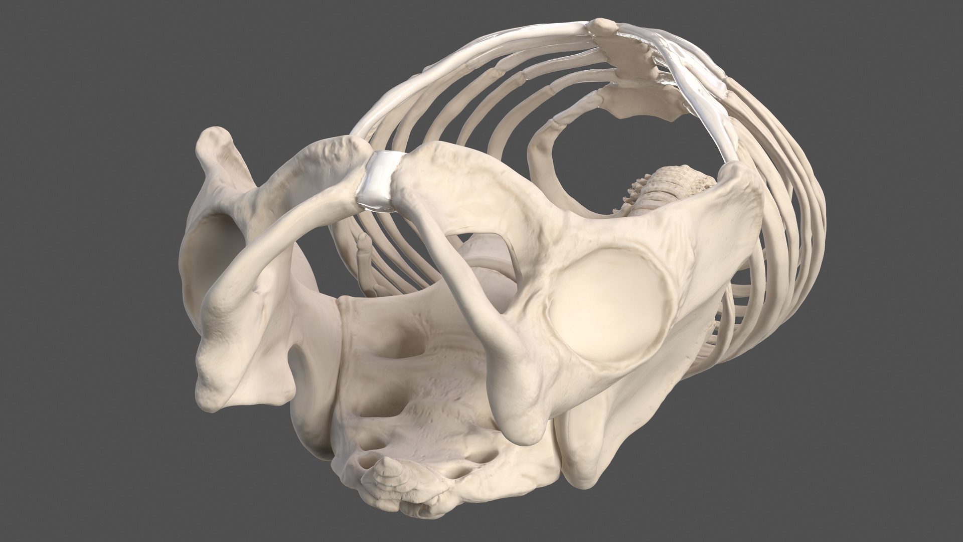 Male Torso Skeleton 3D model