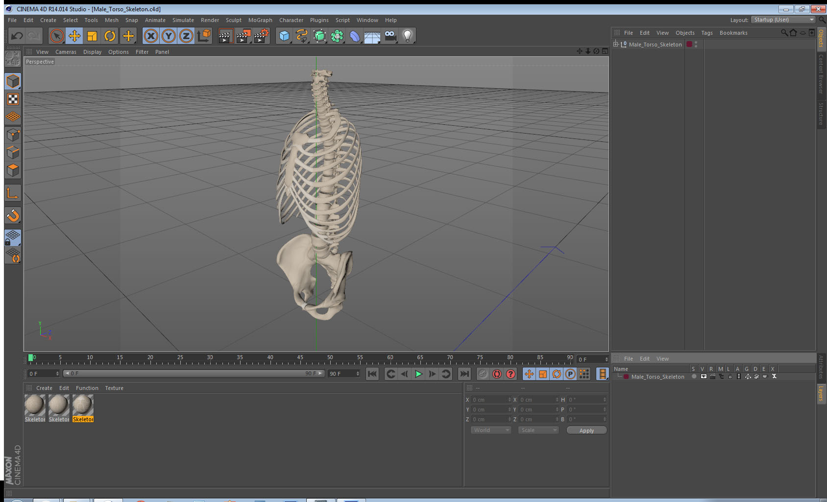 Male Torso Skeleton 3D model
