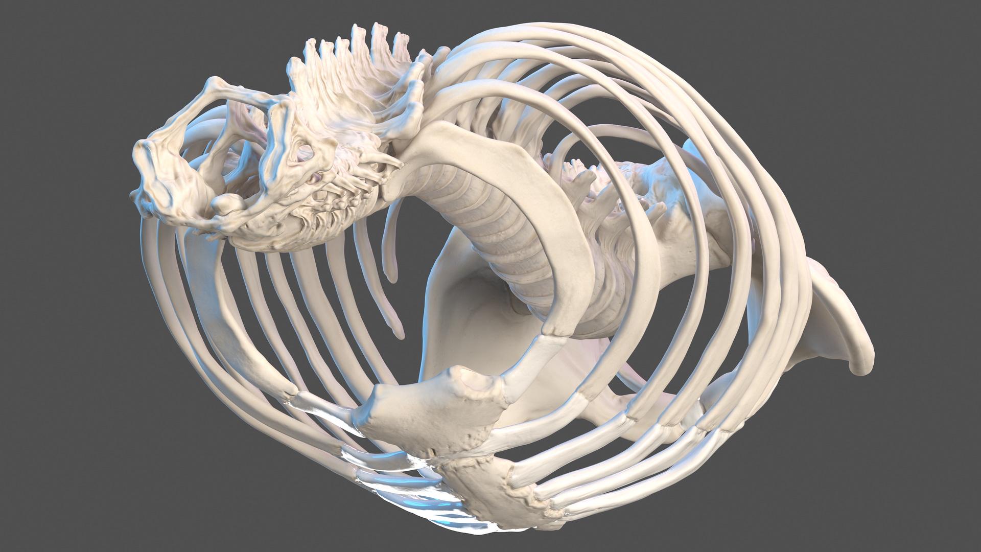 Male Torso Skeleton 3D model