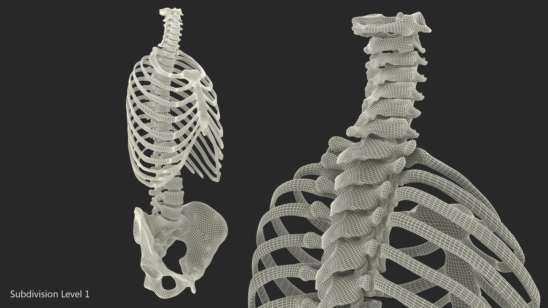 Male Torso Skeleton 3D model
