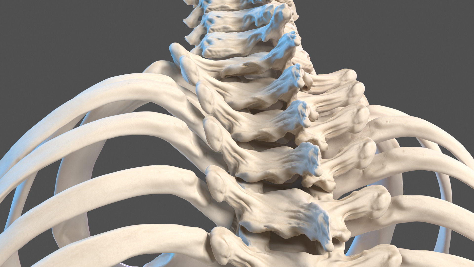 Male Torso Skeleton 3D model