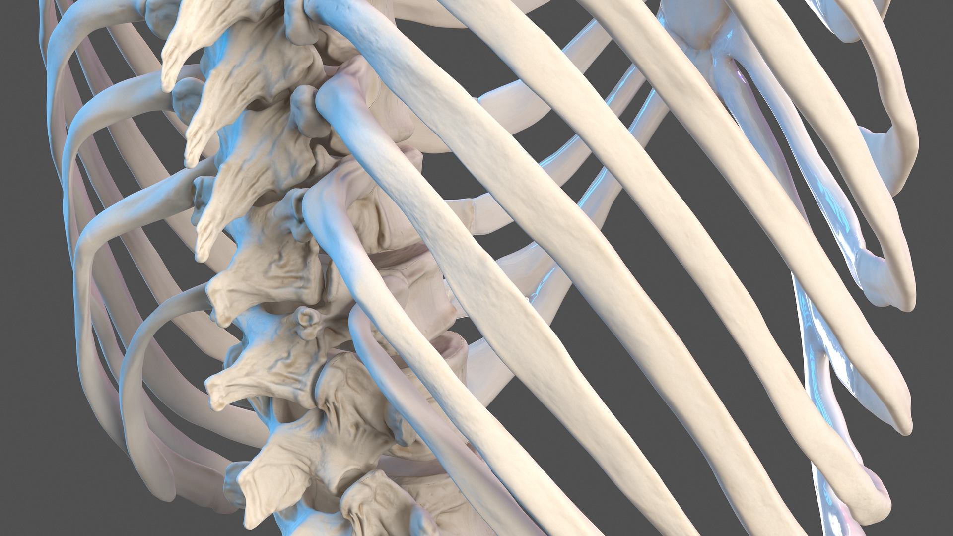 Male Torso Skeleton 3D model