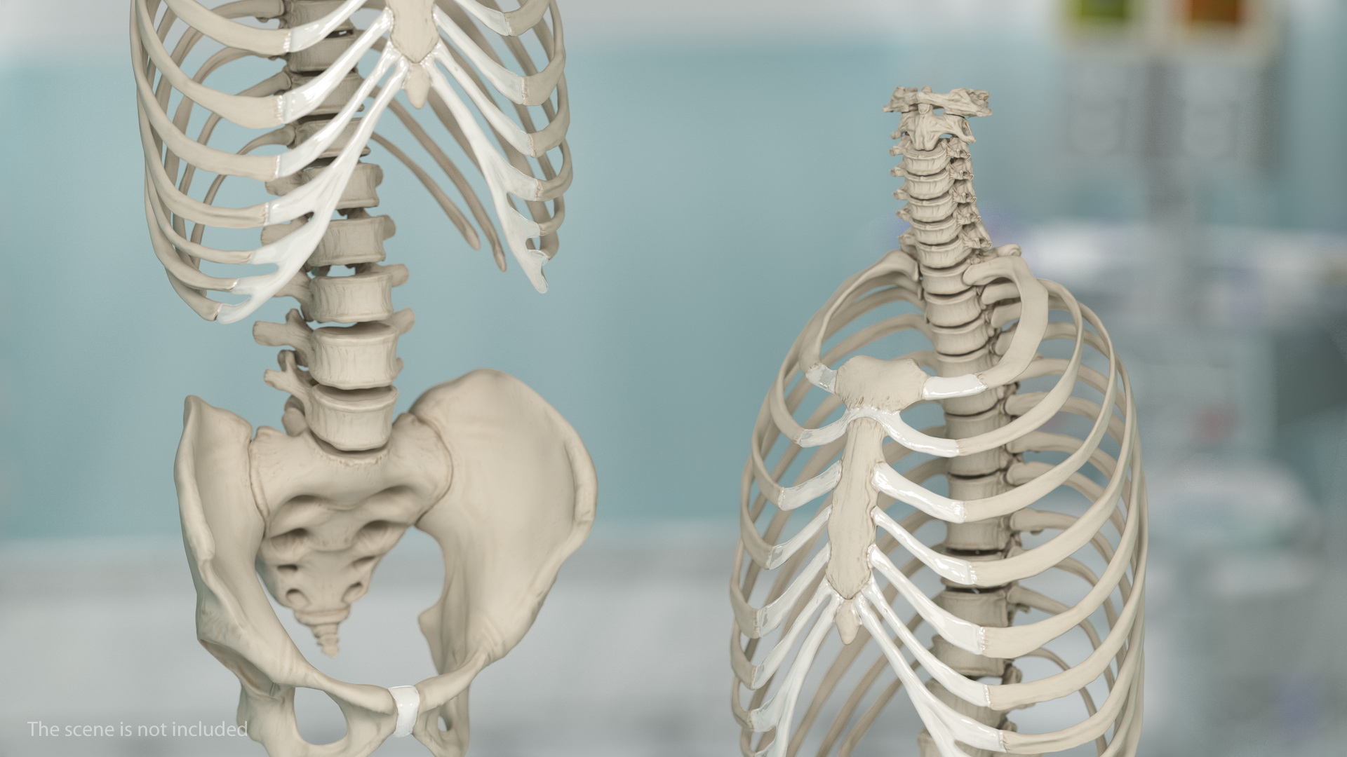 Male Torso Skeleton 3D model