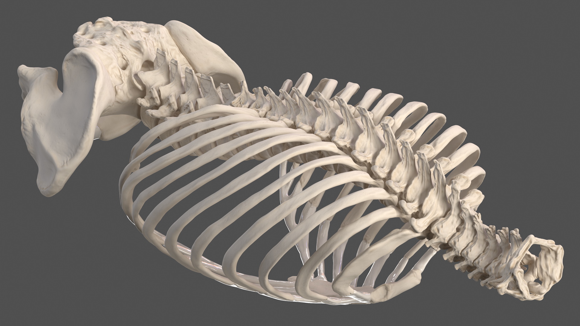 Male Torso Skeleton 3D model