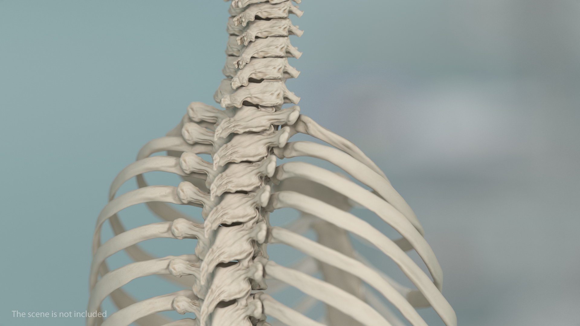 Male Torso Skeleton 3D model