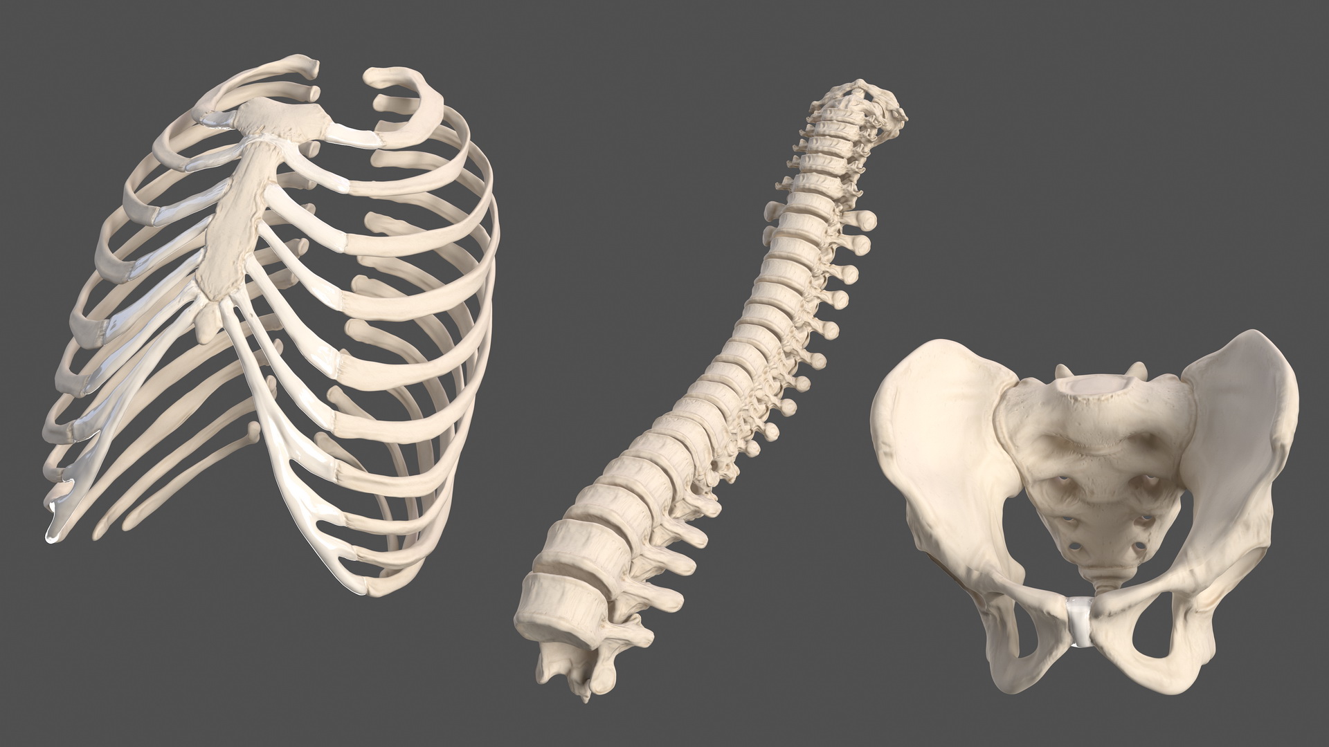 Male Torso Skeleton 3D model