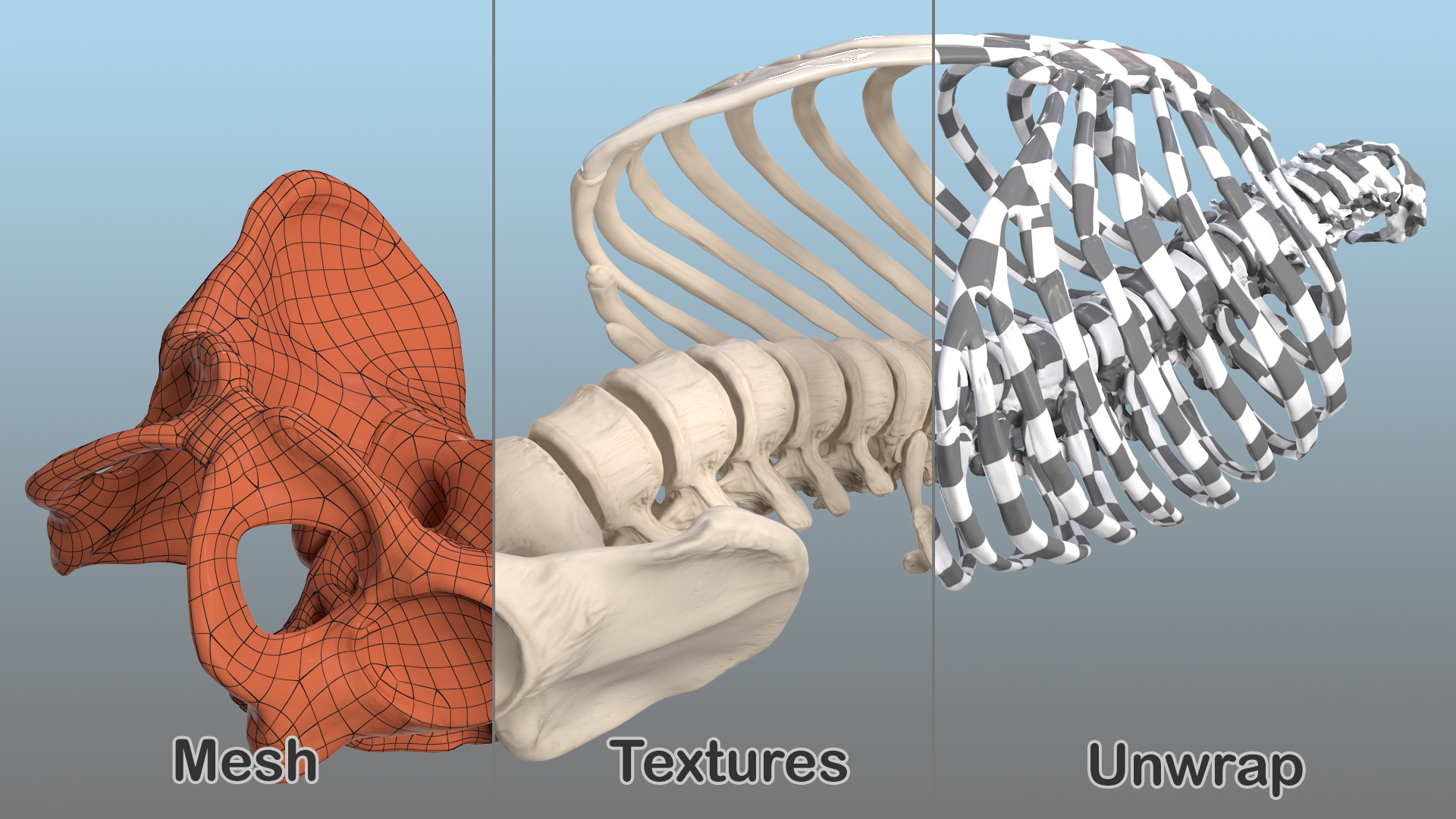 Male Torso Skeleton 3D model