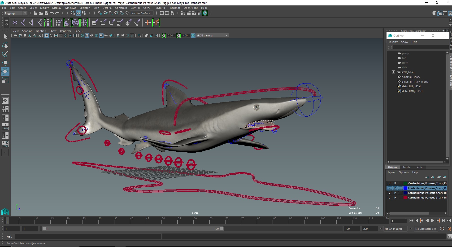 Carcharhinus Porosus Shark Rigged for Maya 3D