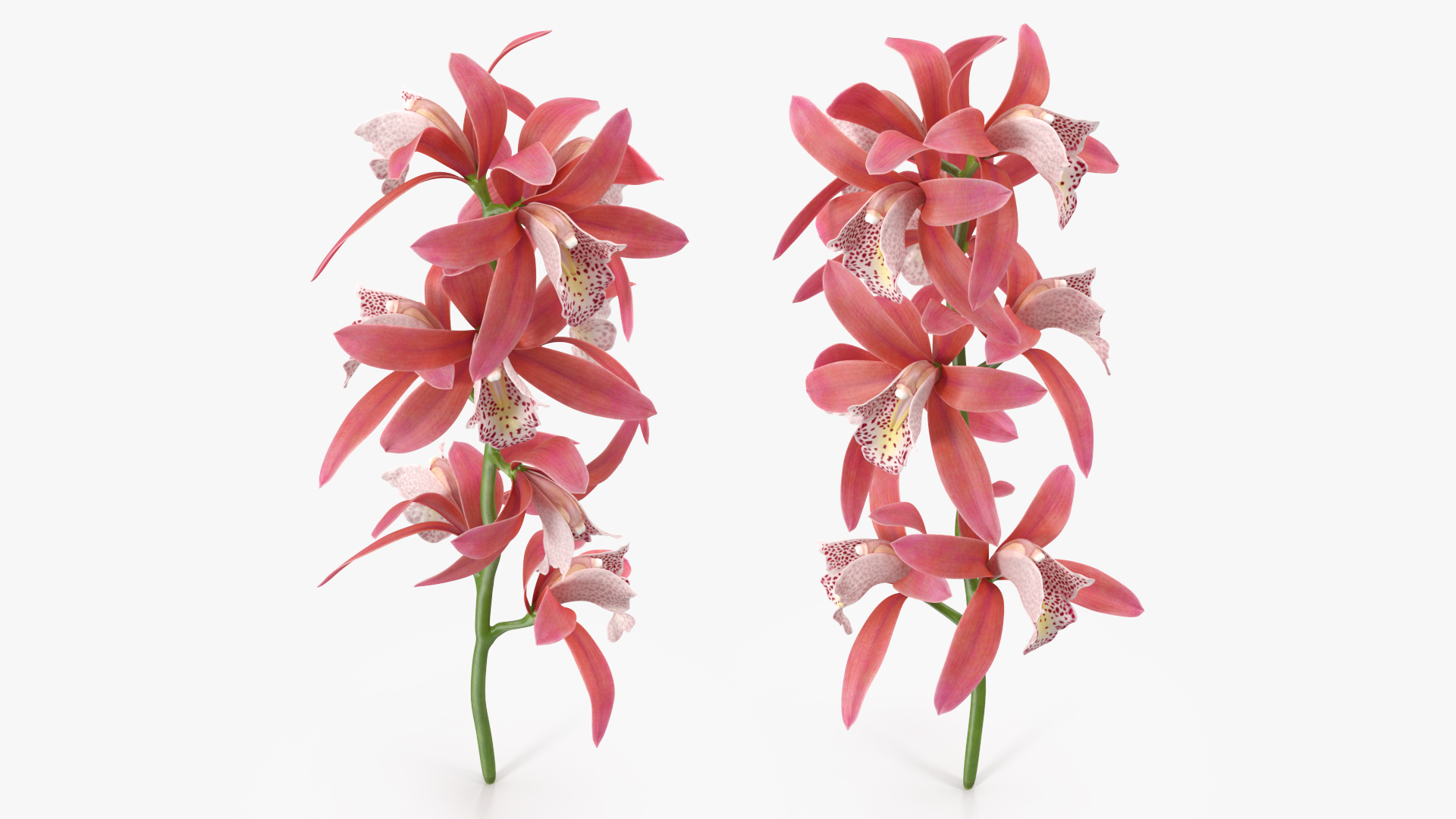 3D Pink Orchid Branch model